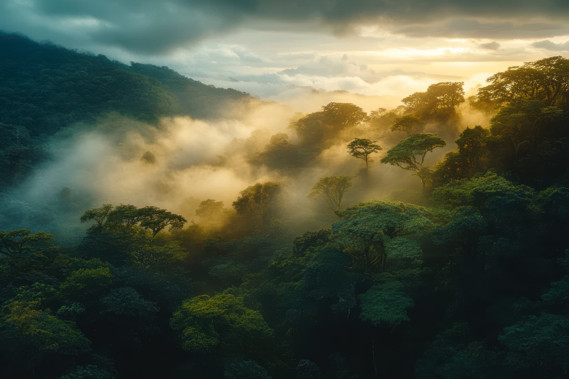 Paysage de forêt tropicale dans la brume